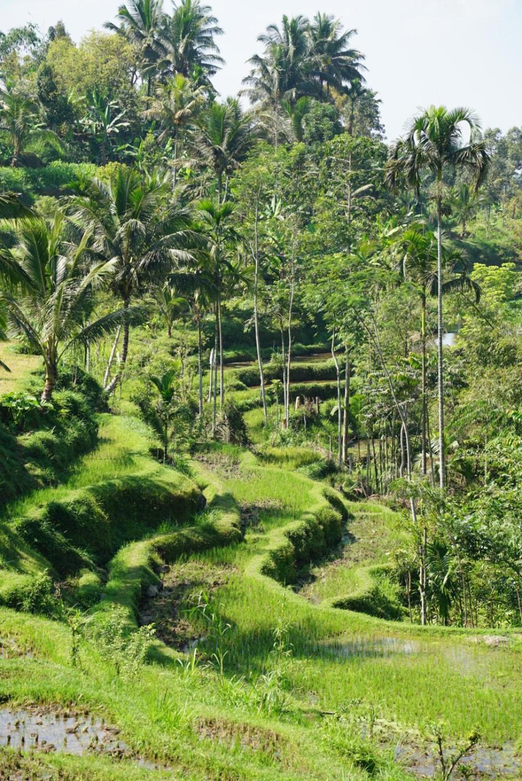 Tetebatu Indah Homestay Eksteriør billede