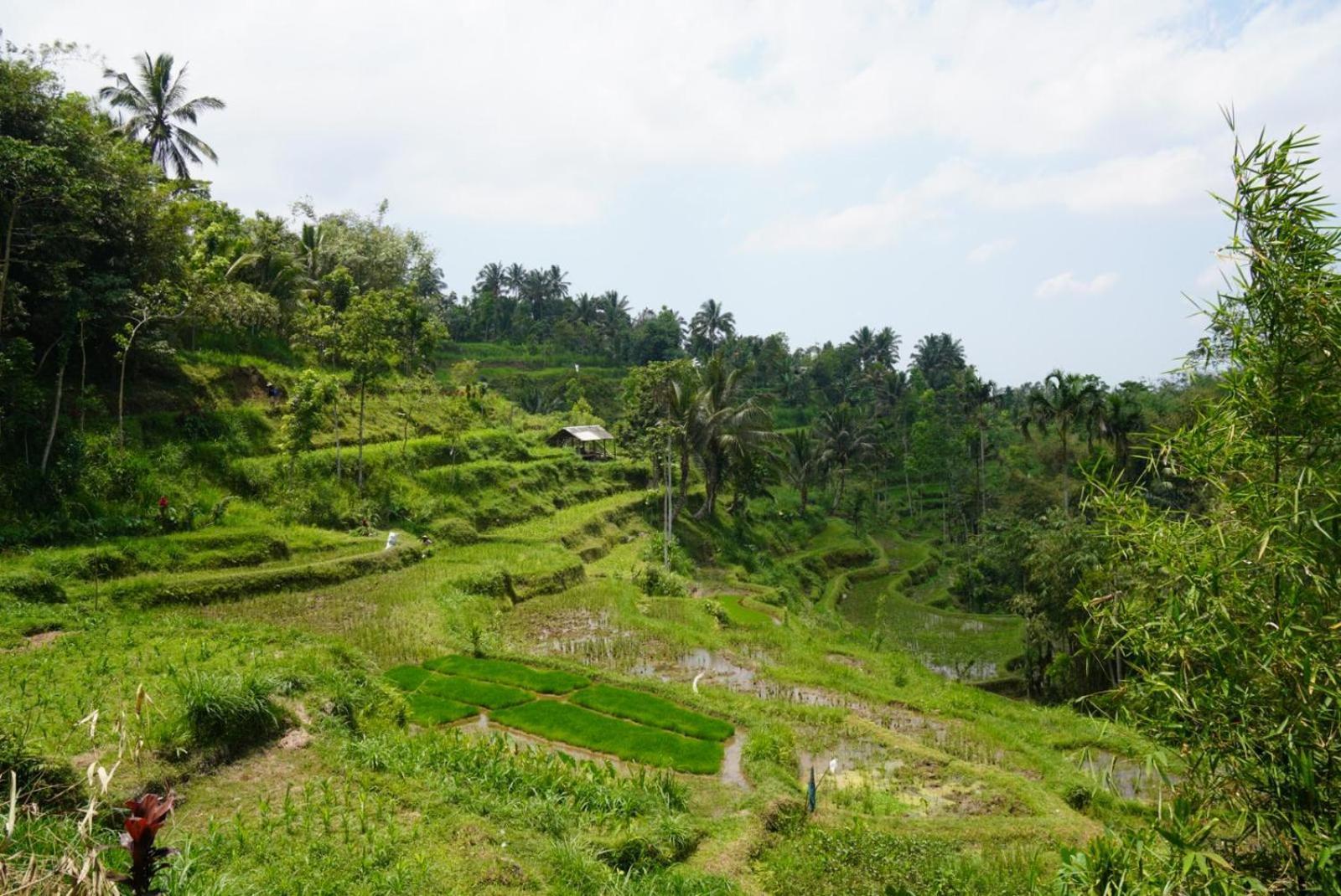 Tetebatu Indah Homestay Eksteriør billede